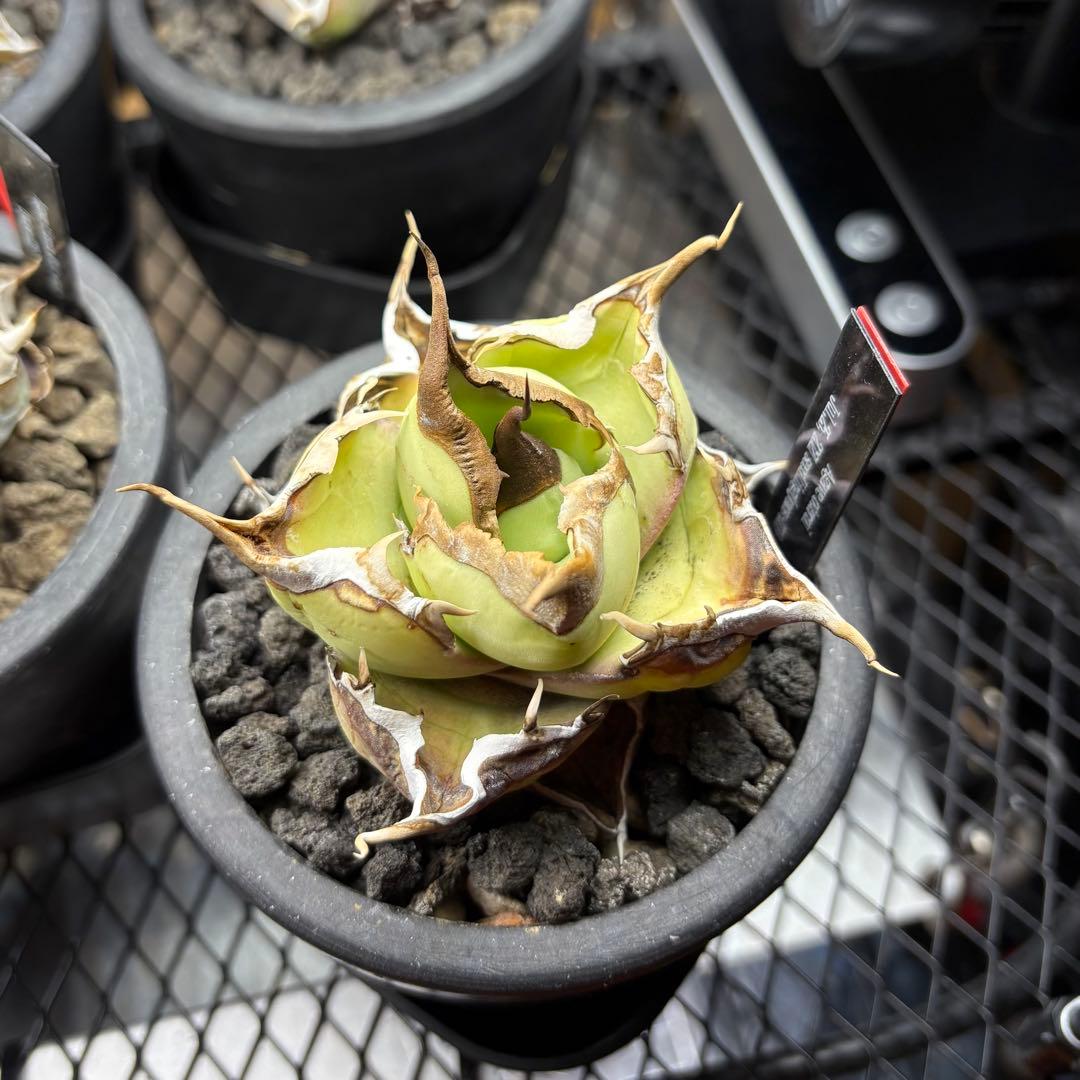 【Power_of_Power】アガベ　オテロイ　セット