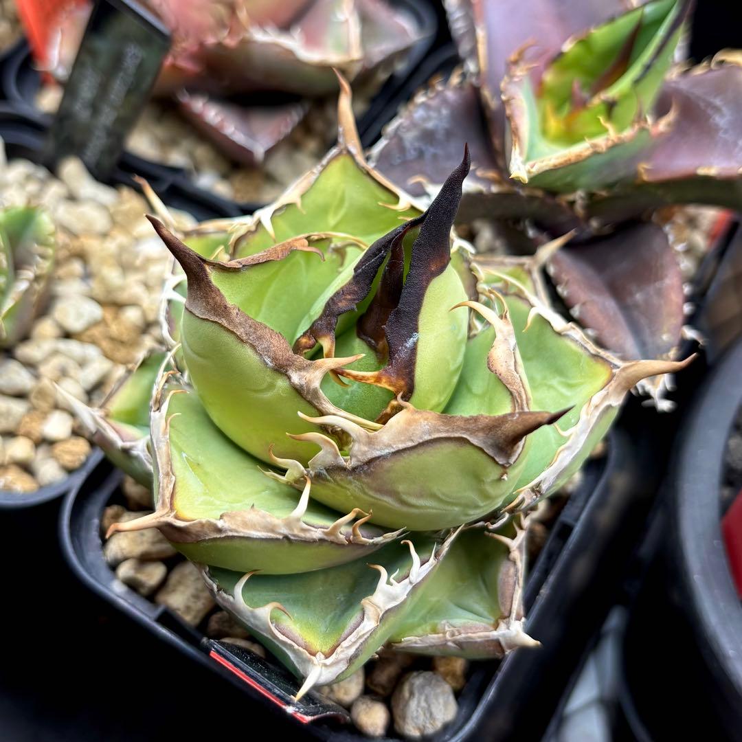 【Power_of_Power】アガベ　オテロイ　セット