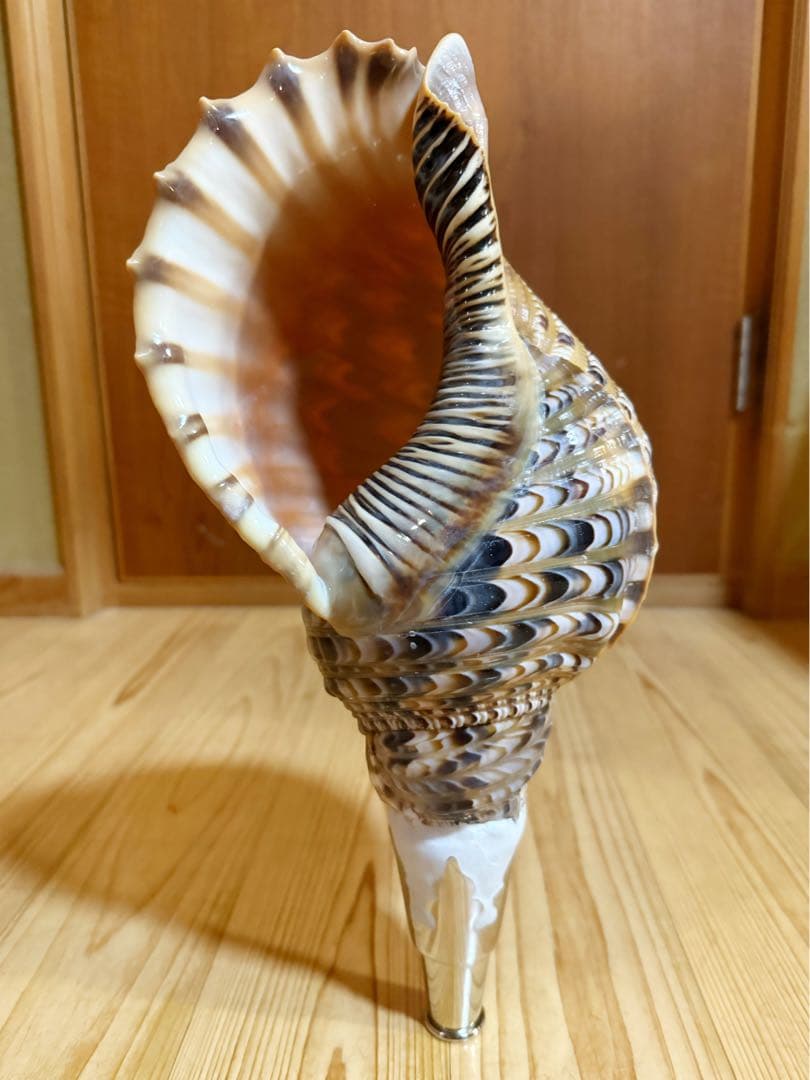 修験道法螺貝37㎝　山伏　密教　魔除け　熊よけ❣️ホラガイ　ほら貝