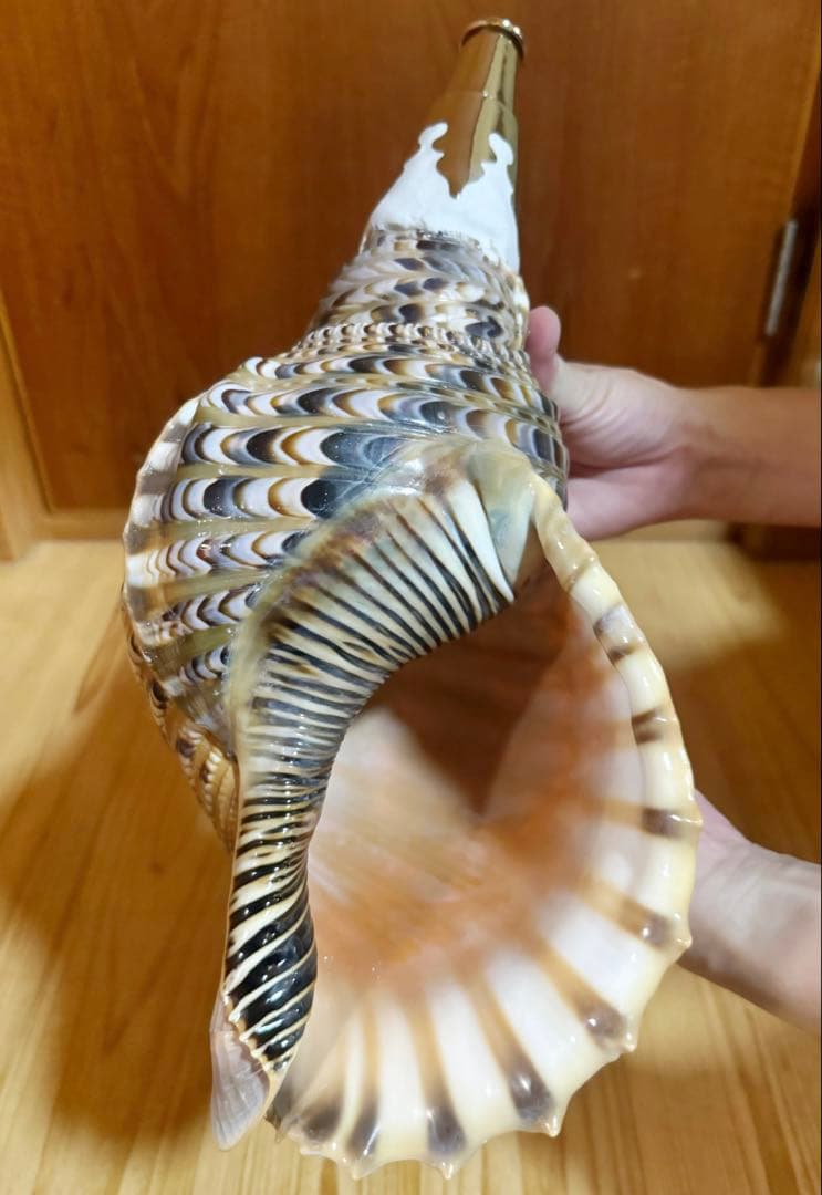 修験道法螺貝37㎝　山伏　密教　魔除け　熊よけ❣️ホラガイ　ほら貝