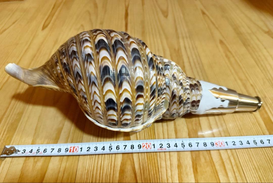 修験道法螺貝37㎝　山伏　密教　魔除け　熊よけ❣️ホラガイ　ほら貝