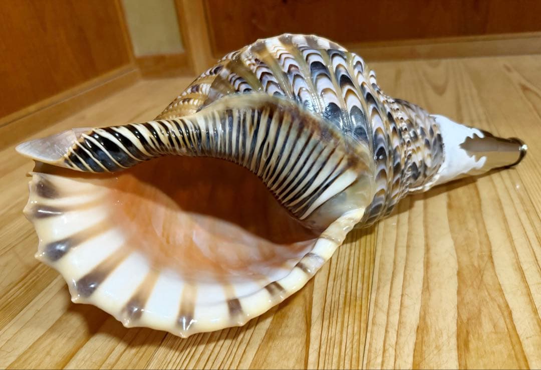 修験道法螺貝37㎝　山伏　密教　魔除け　熊よけ❣️ホラガイ　ほら貝