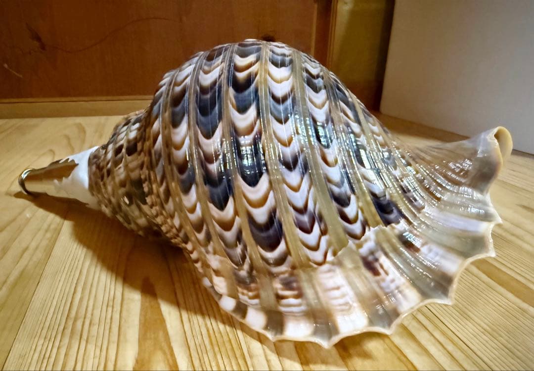 修験道法螺貝37㎝　山伏　密教　魔除け　熊よけ❣️ホラガイ　ほら貝