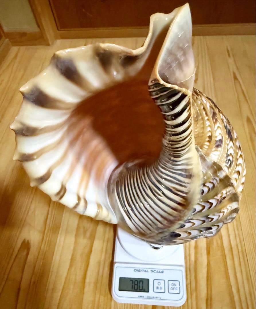 修験道法螺貝37㎝　山伏　密教　魔除け　熊よけ❣️ホラガイ　ほら貝