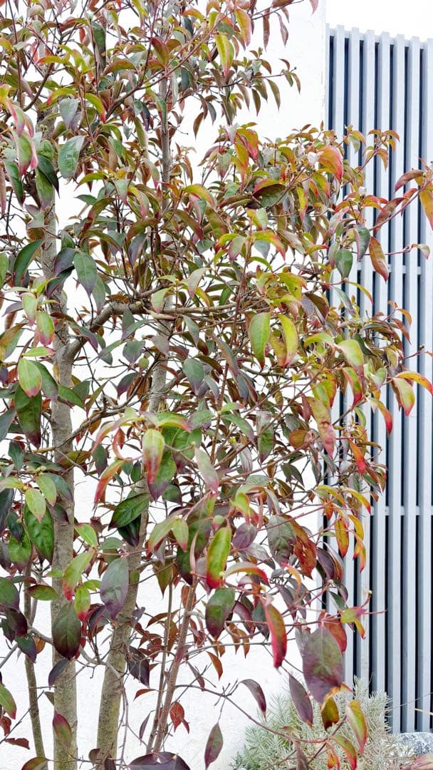 超逸品。常緑ヤマボウシ本株立ち2.6M(鉢底から)