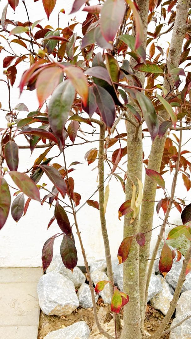 超逸品。常緑ヤマボウシ本株立ち2.6M(鉢底から)