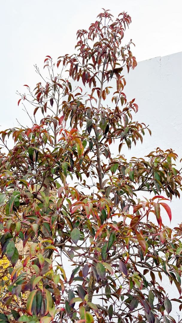 超逸品。常緑ヤマボウシ本株立ち2.6M(鉢底から)