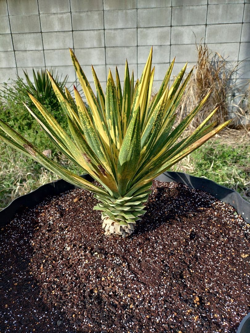 ユッカ グロリオサグロリオーサ散り斑散斑レア芋つき