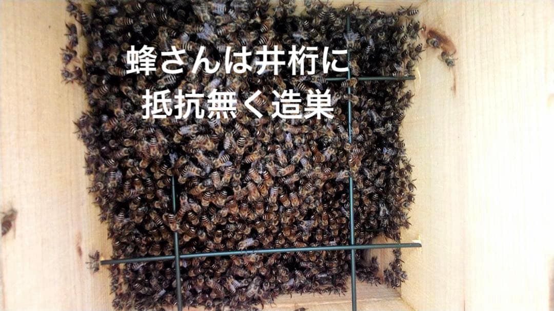 日本蜜蜂 重箱式巣箱4段 スライド底板 付巣門台座　スノコ付き　セット割引有