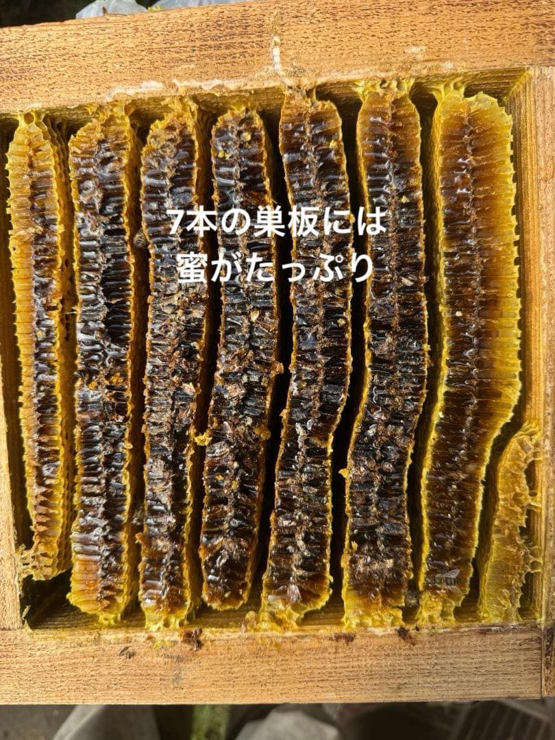 日本蜜蜂 重箱式巣箱4段 スライド底板 付巣門台座　スノコ付き　セット割引有