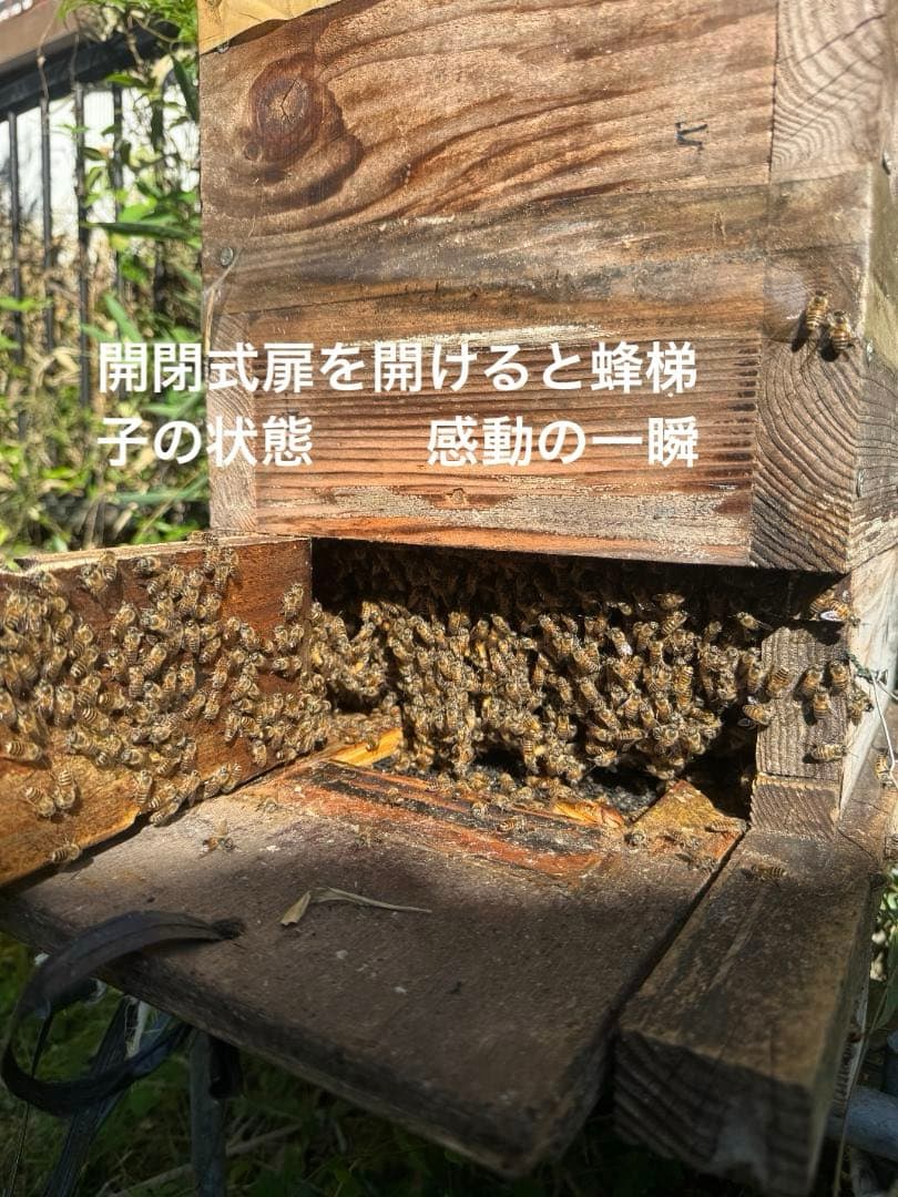 日本蜜蜂 重箱式巣箱4段 スライド底板 付巣門台座　スノコ付き　セット割引有