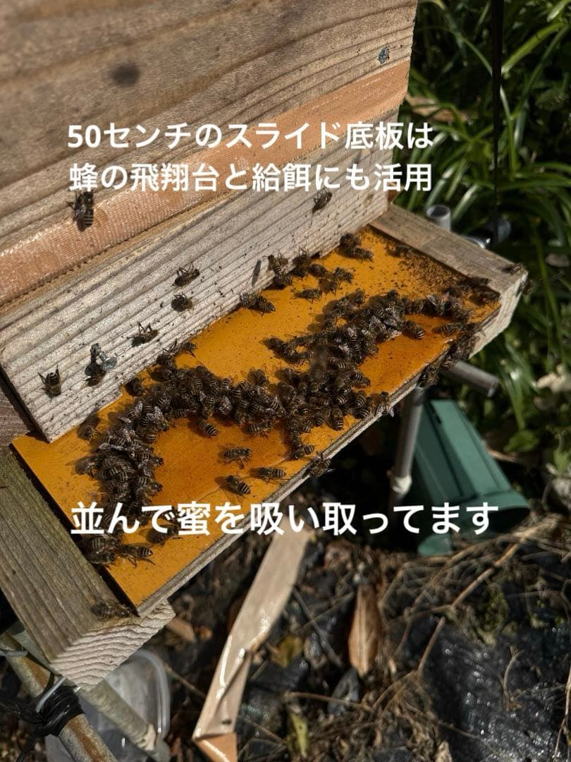 日本蜜蜂 重箱式巣箱4段 スライド底板 付巣門台座　スノコ付き　セット割引有