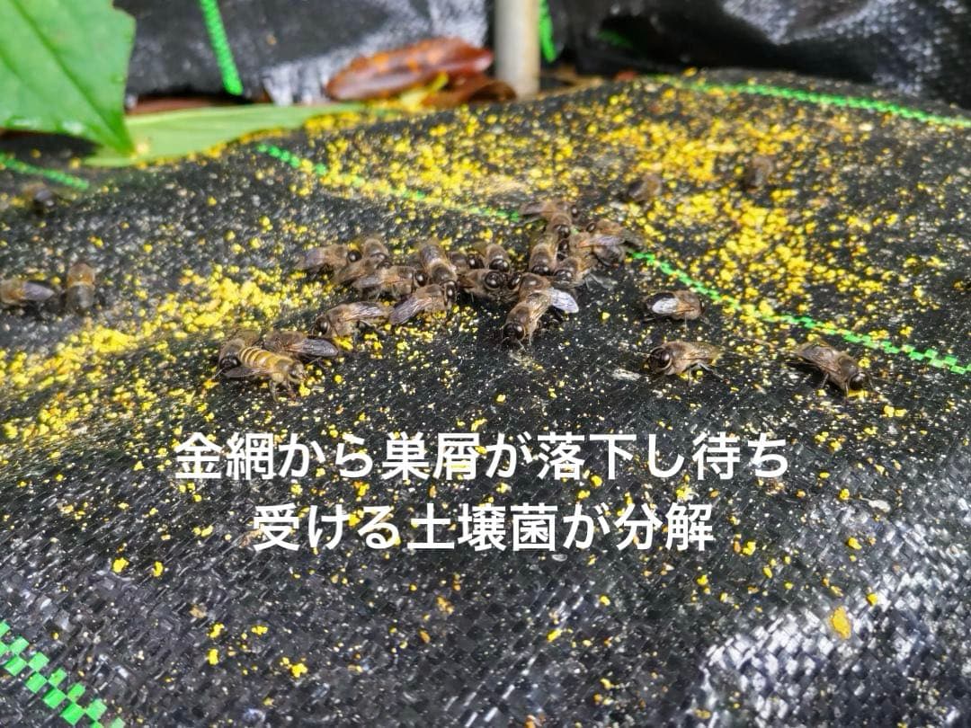 日本蜜蜂 重箱式巣箱4段 スライド底板 付巣門台座　スノコ付き　セット割引有