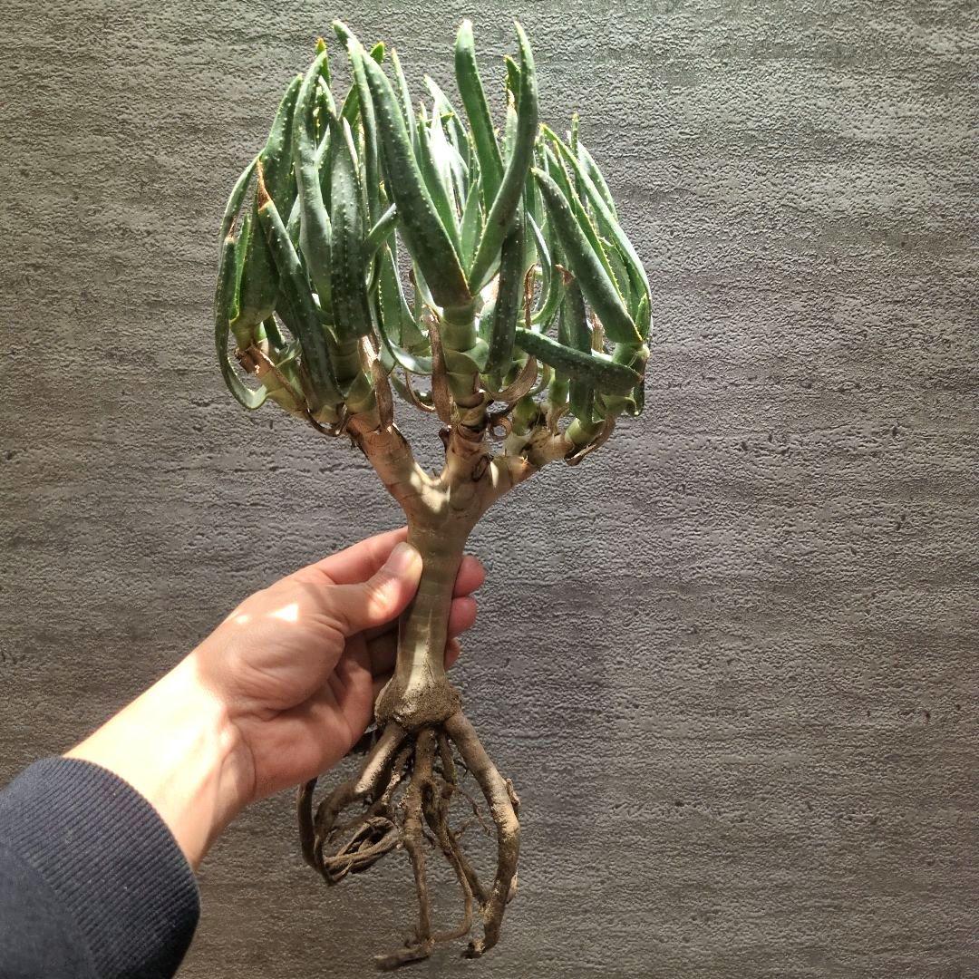 アロエ ラモシシマ 特大株 珍奇植物 塊根植物 コーデックス 多肉植物