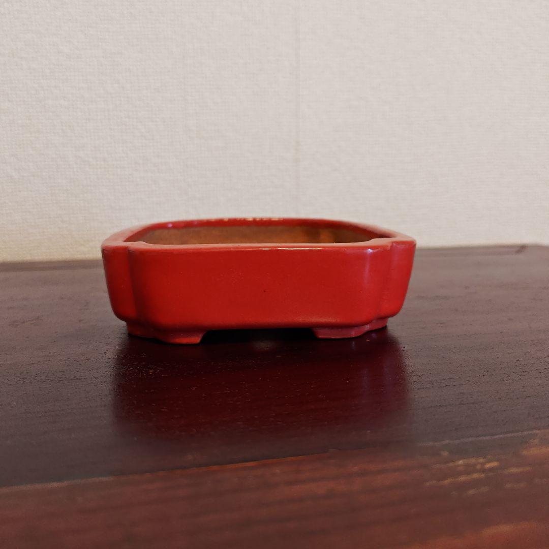 珊瑚　長方形鉢　渡辺一興