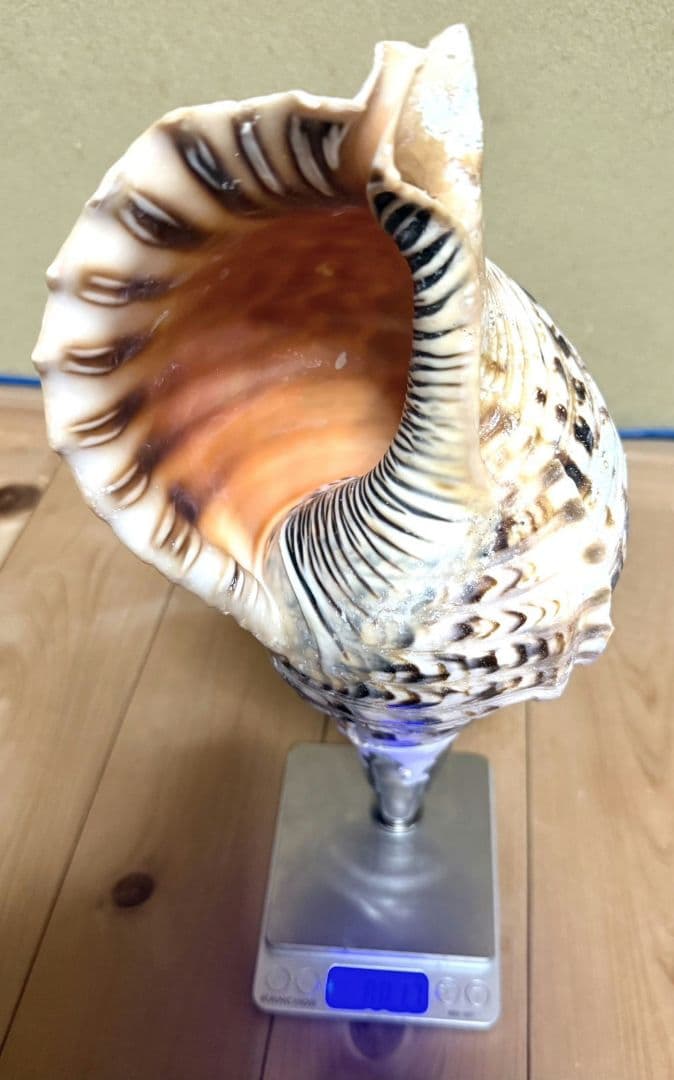 修験道法螺貝　密教　山伏　熊よけ　魔除け　ほら貝　ホラガイ