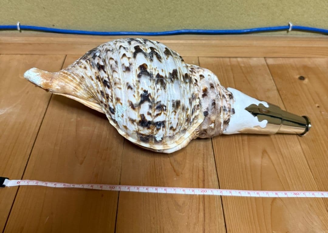 修験道法螺貝　密教　山伏　熊よけ　魔除け　ほら貝　ホラガイ