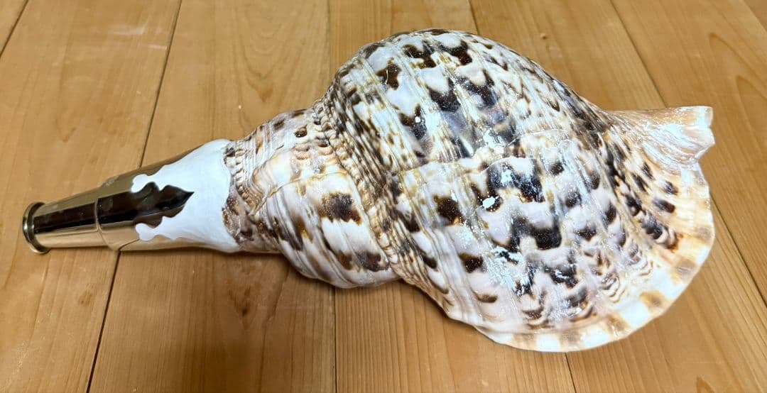 修験道法螺貝　密教　山伏　熊よけ　魔除け　ほら貝　ホラガイ