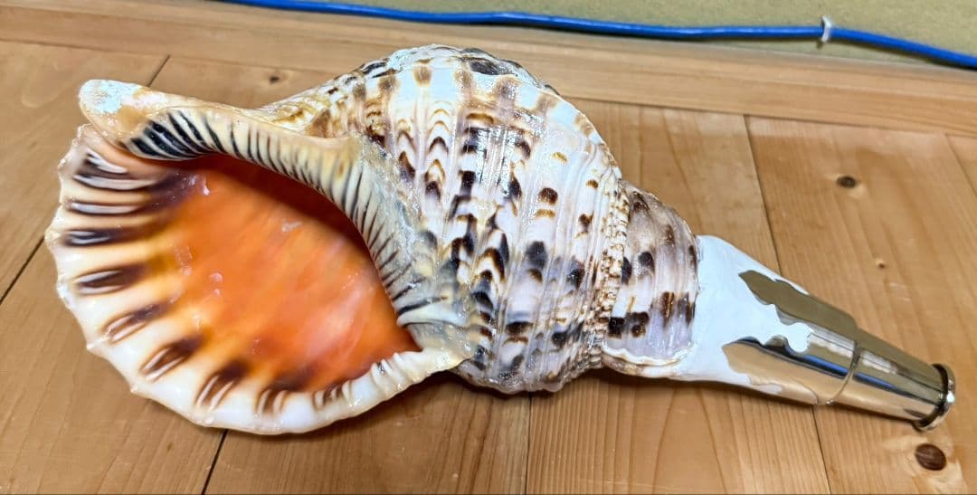 修験道法螺貝　密教　山伏　熊よけ　魔除け　ほら貝　ホラガイ