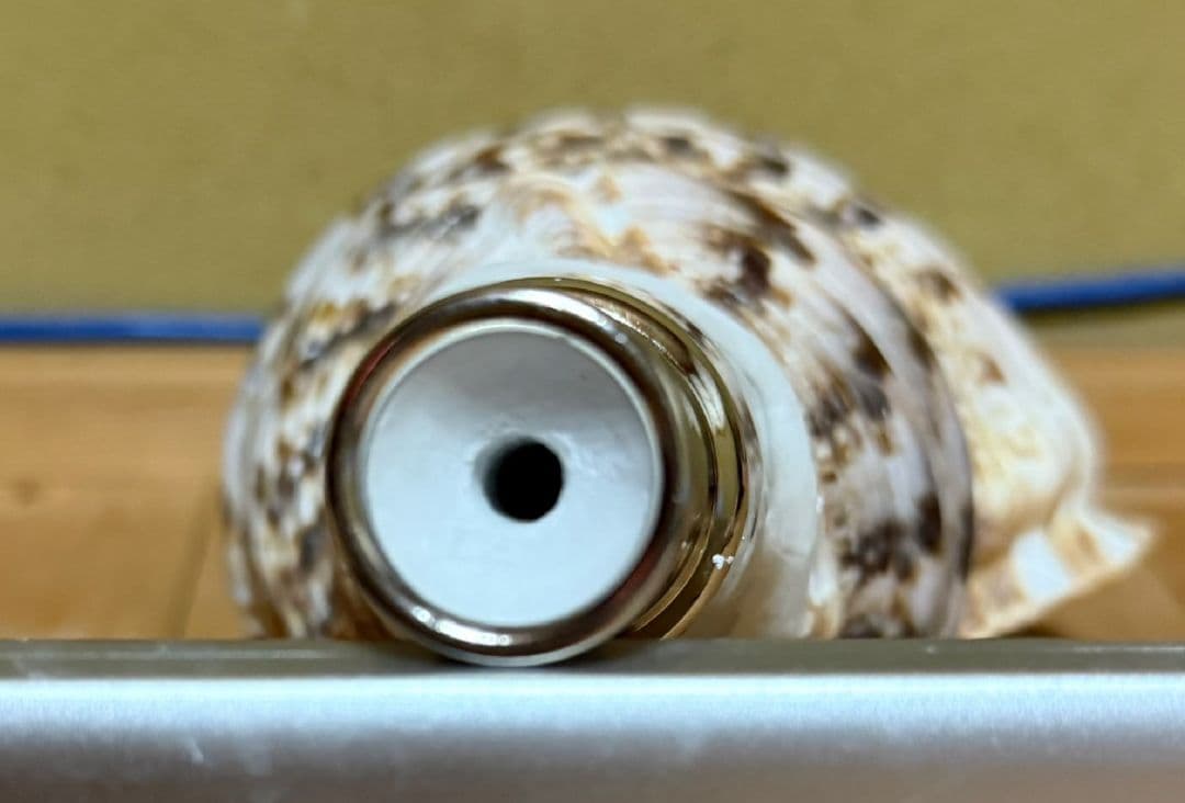 修験道法螺貝　密教　山伏　熊よけ　魔除け　ほら貝　ホラガイ