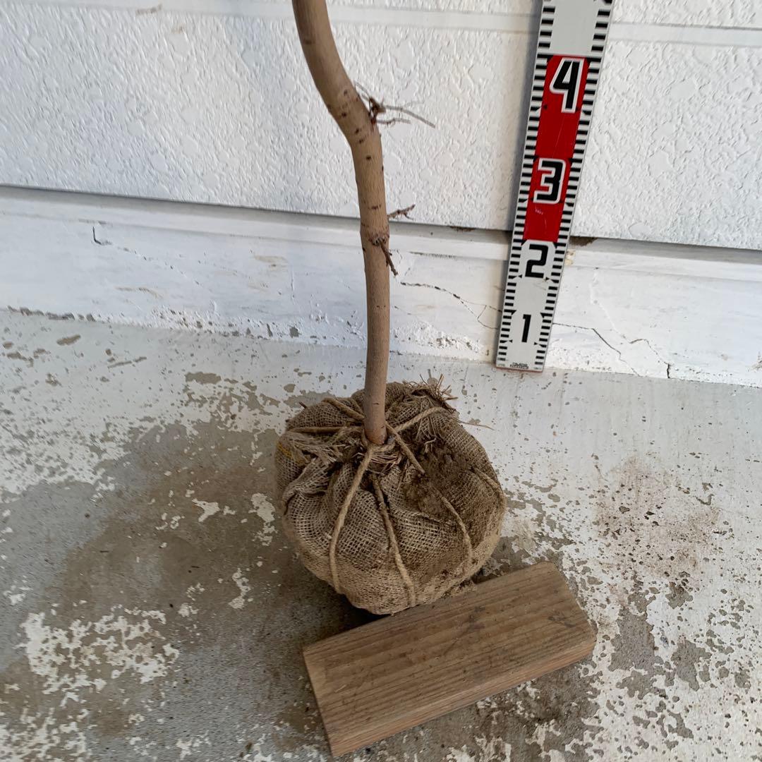 スモークツリー　スノーパフ　雌株　煙の木　苗木　花木　60