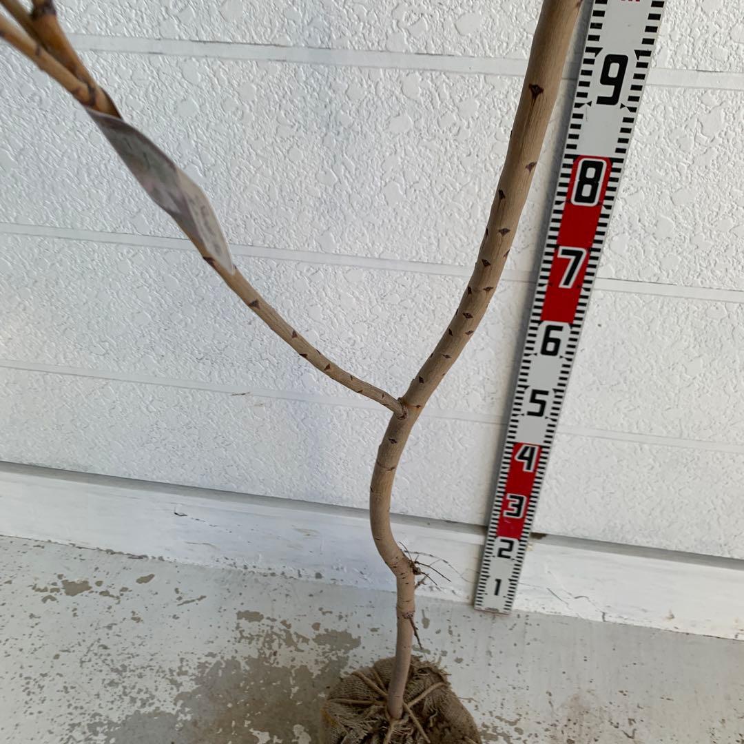 スモークツリー　スノーパフ　雌株　煙の木　苗木　花木　60