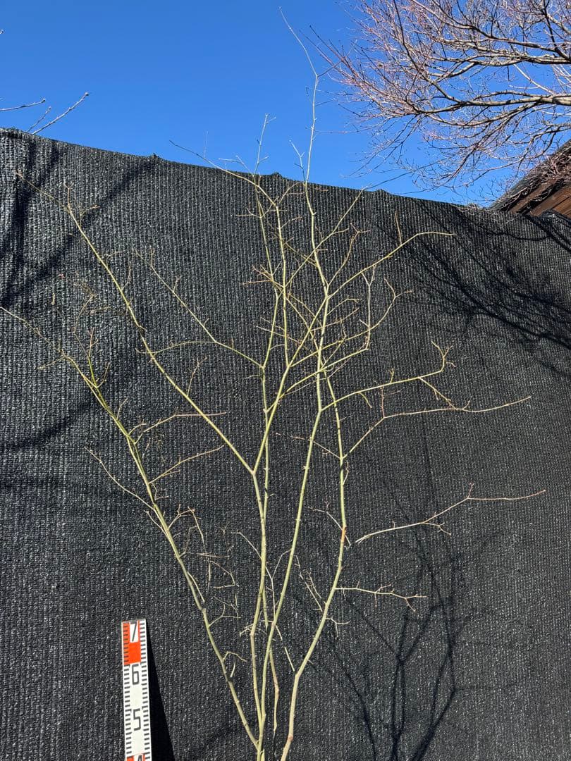 山採り　ヤマモミジ　株立ち　美幹　自然樹形　【品番3532】