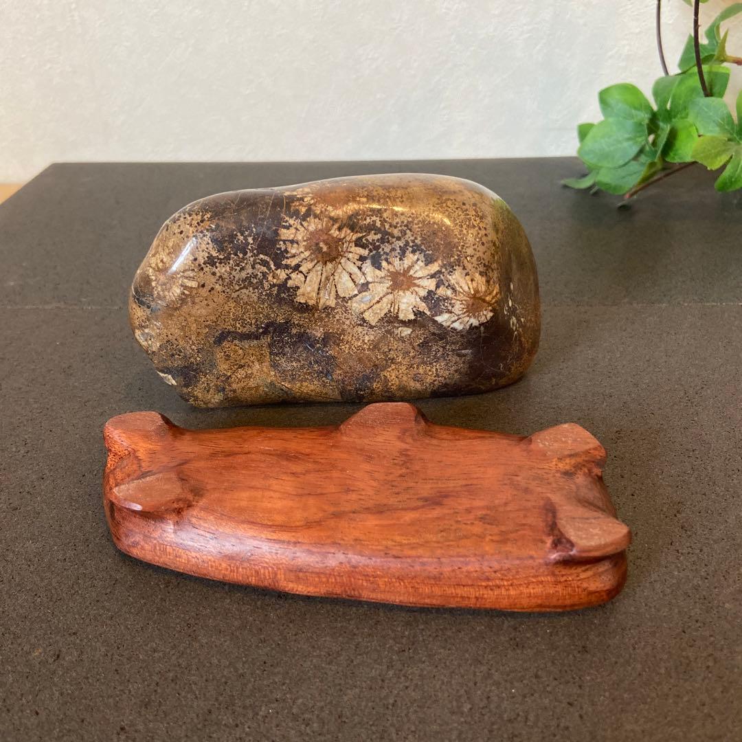 歳末フェア価格 ゴールドの世界 菊花石 ☆鑑賞石 菊花石 水石 - メルカリ