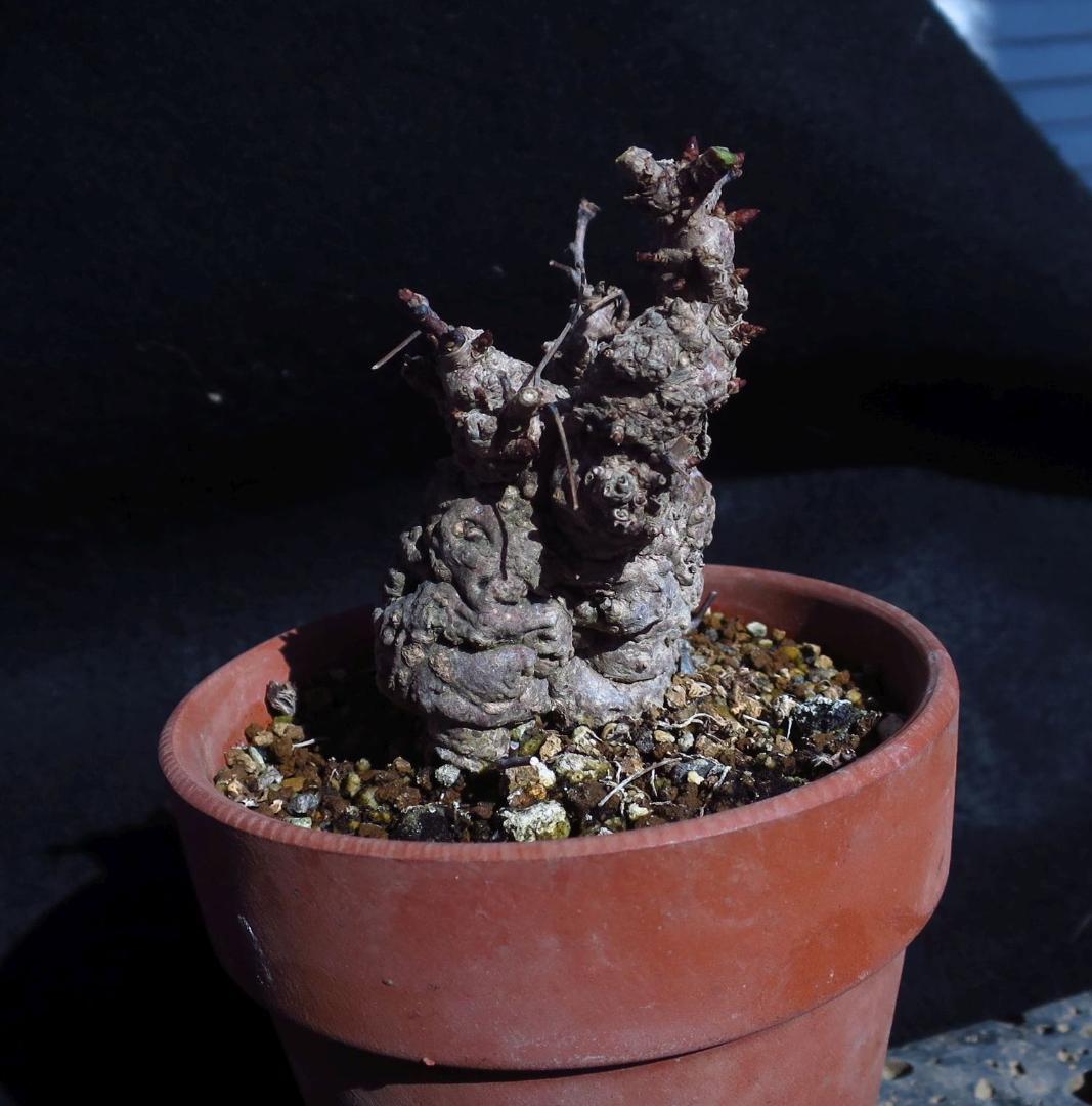 五葉あけび アケビ 太幹 小品盆栽