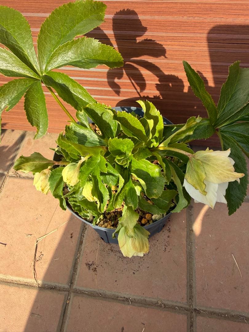 未株分】若泉ファーム クリスマスローズ シャルウィダンス - メルカリ