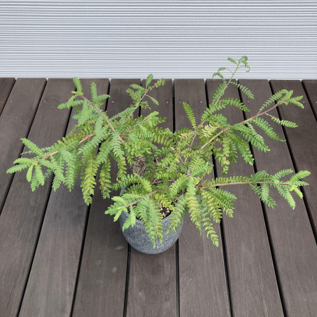 特大　ボスウェリアネグレクタ　現地球