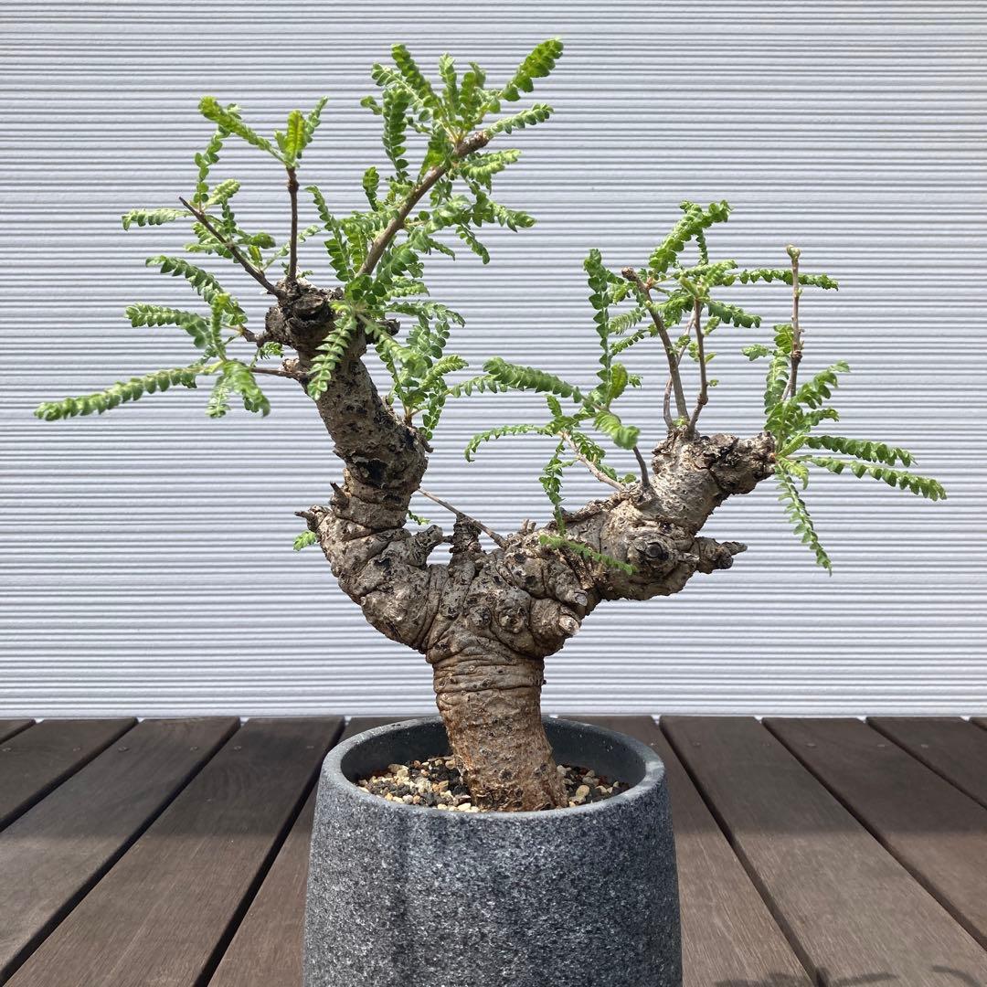 特大　ボスウェリアネグレクタ　現地球