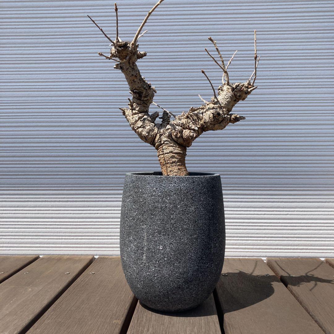 特大　ボスウェリアネグレクタ　現地球