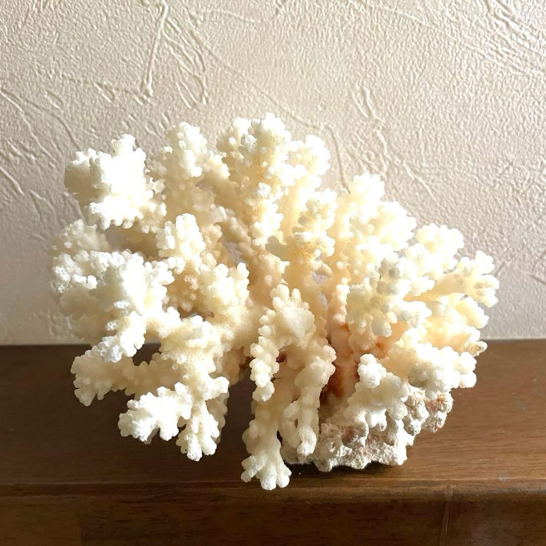 希少 天然白珊瑚 置物 インテリア - メルカリ