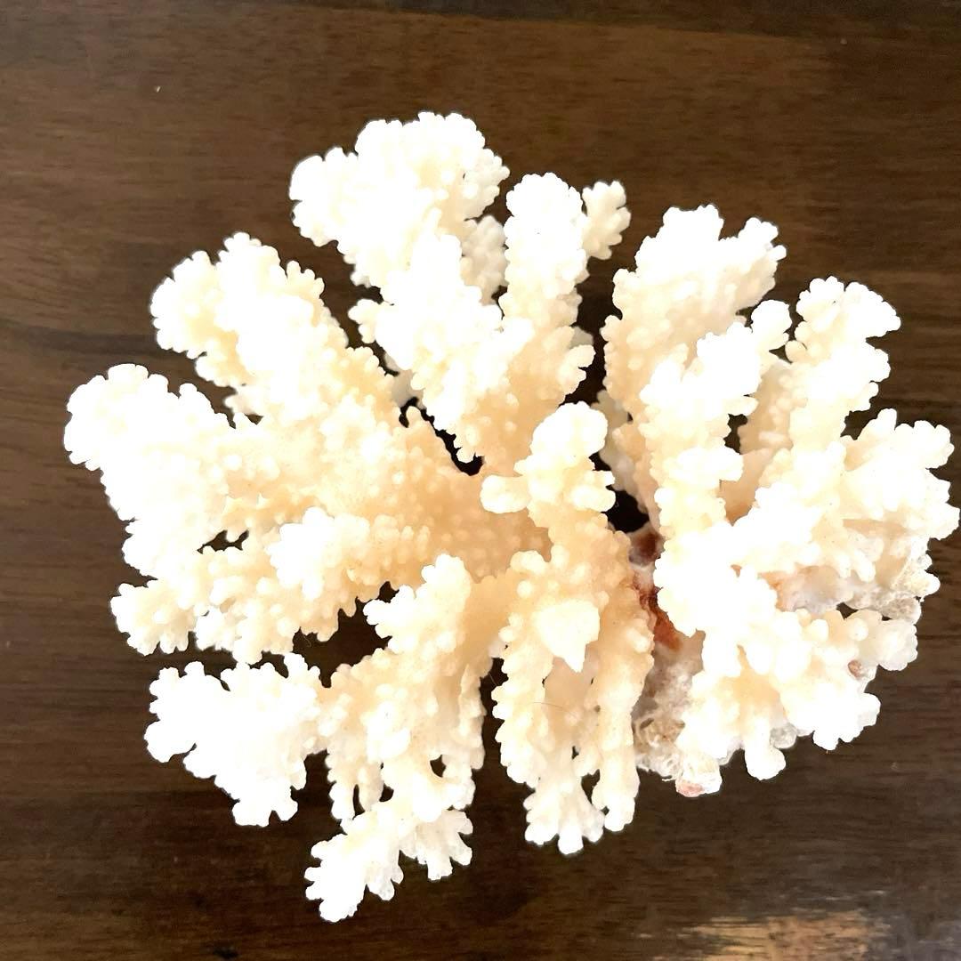 希少 天然白珊瑚 置物 インテリア - メルカリ
