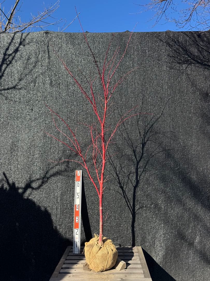 モミジ　サンゴカク　【品番3521】