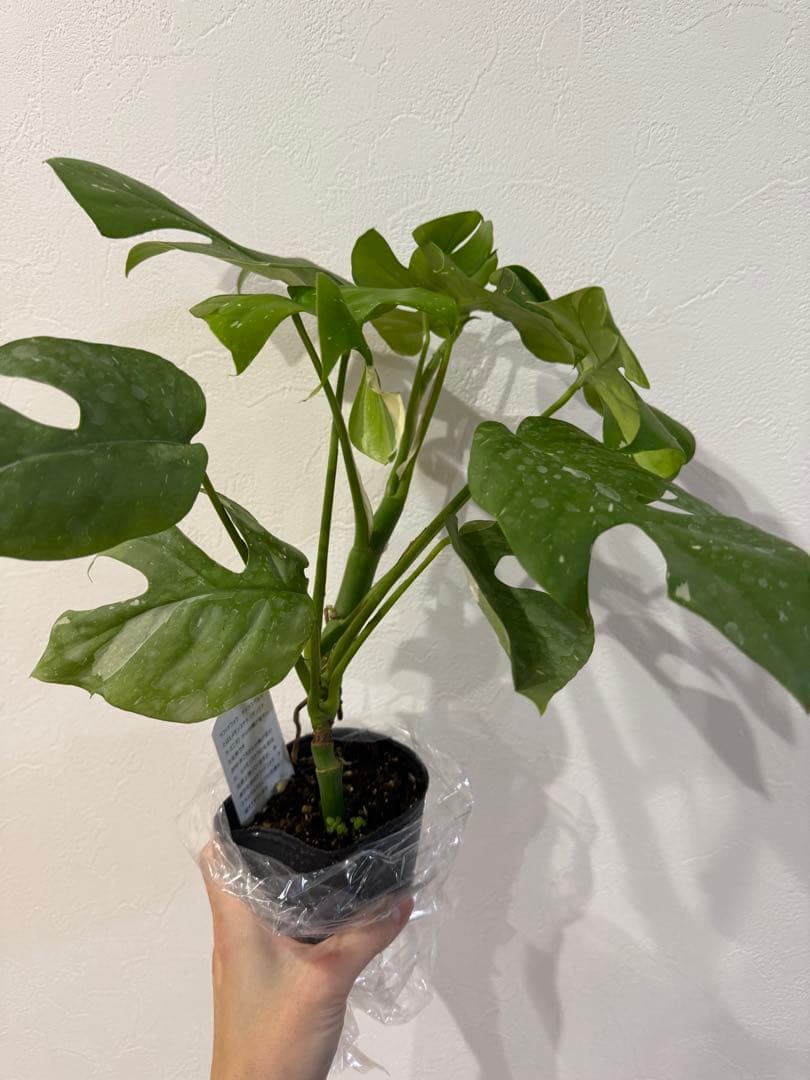 ヒメモンステラ　斑入り