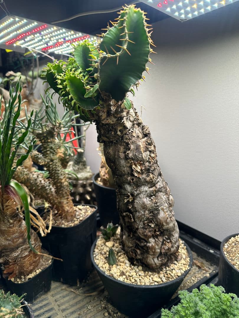 【ユーフォルビア_ムランジーナ】現地球 発根済 40㎝以上特大サイズ