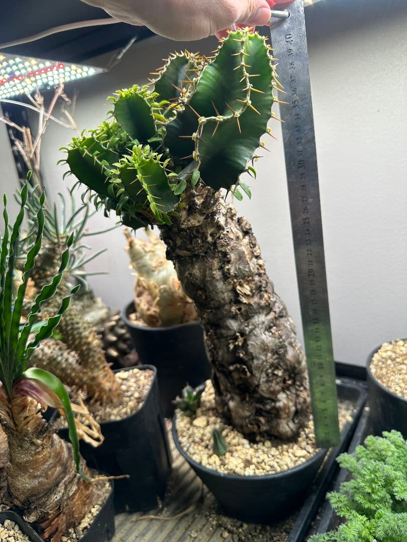 【ユーフォルビア_ムランジーナ】現地球 発根済 40㎝以上特大サイズ