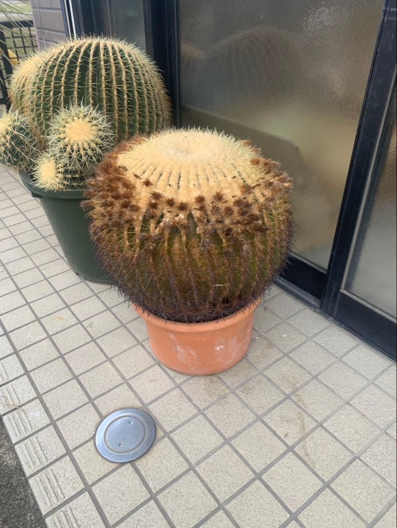 サボテン　金鯱　　引取限定