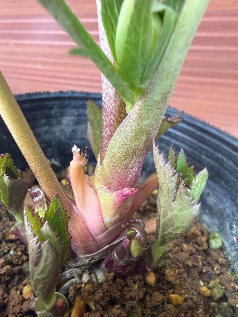 未株分】大木ナーセリー クリスマスローズ ムルチ系オーレア交配sd