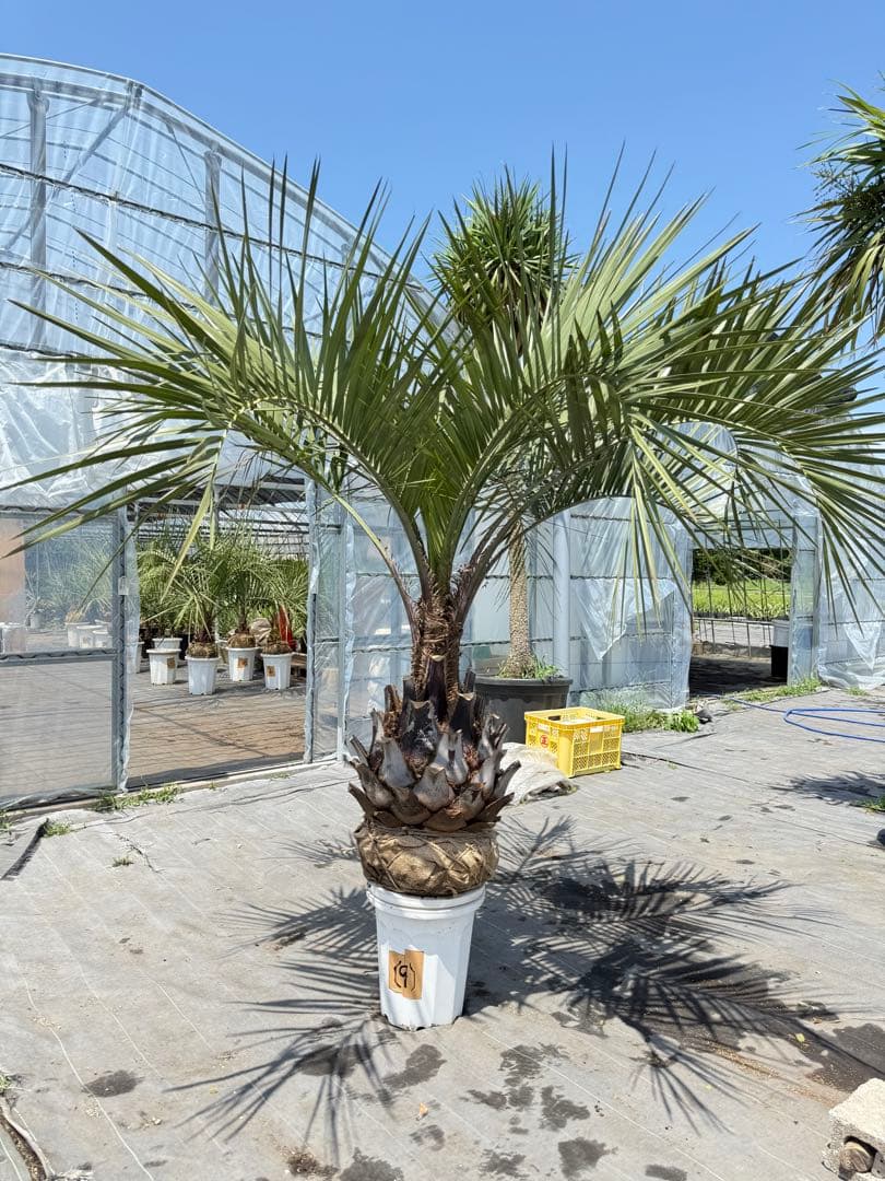 ココスヤシシルバーリーフ 【極太】葉先160cm 幹回り125cm 幹高50cm