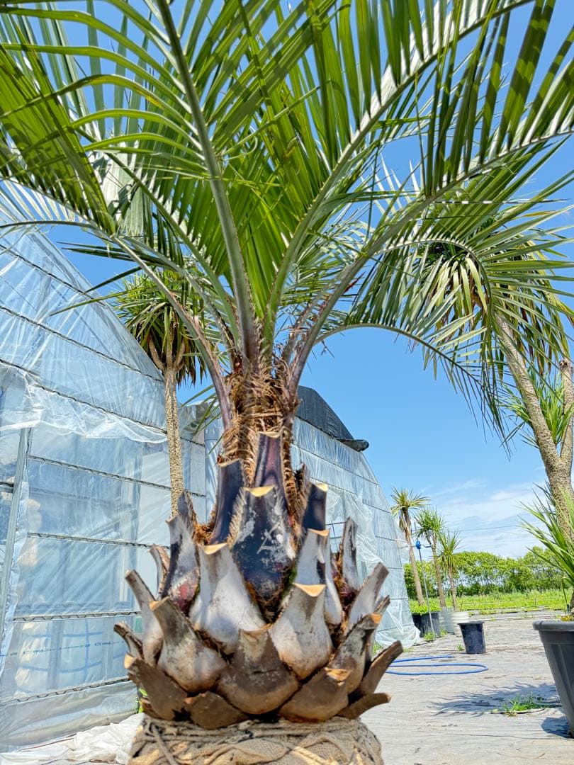 ココスヤシシルバーリーフ 【極太】葉先160cm 幹回り125cm 幹高50cm