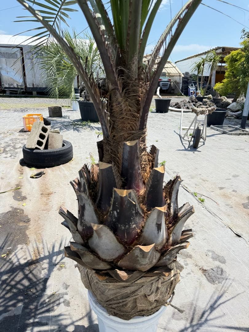 ココスヤシシルバーリーフ 【極太】葉先160cm 幹回り125cm 幹高50cm