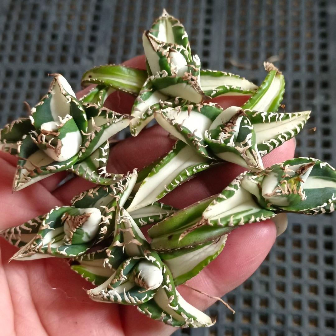 初出品【匿名配送】②選抜 強鋸歯 アガべ チタノタ SAD錦 白中斑 TC