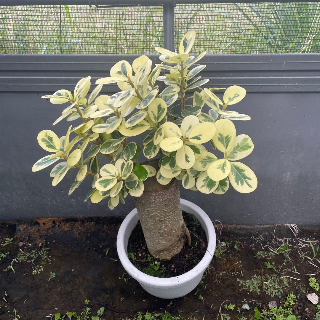 パンダガジュマル 斑入り 希少 7号サイズ - メルカリ