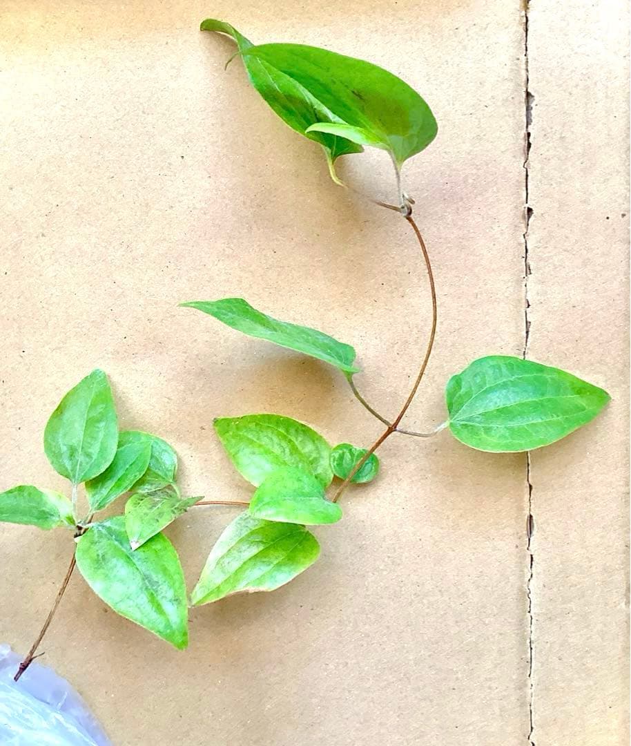 【mihoko様ご確認用】