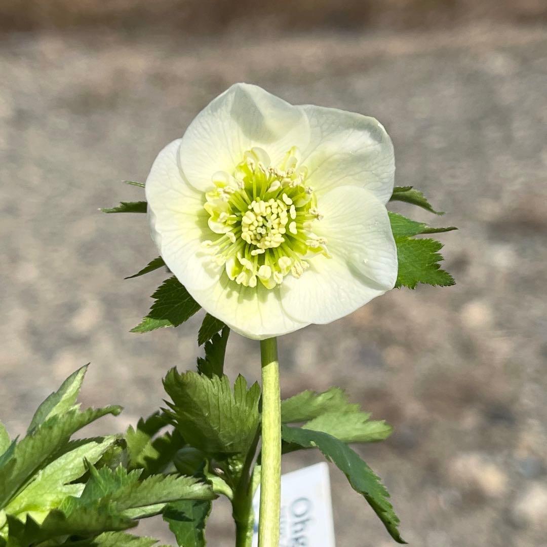 ヒ*イ様 ❤️根パンパン❤️⭐️超⭐️沢山新芽❤️3293⭐️SD⭐️herce