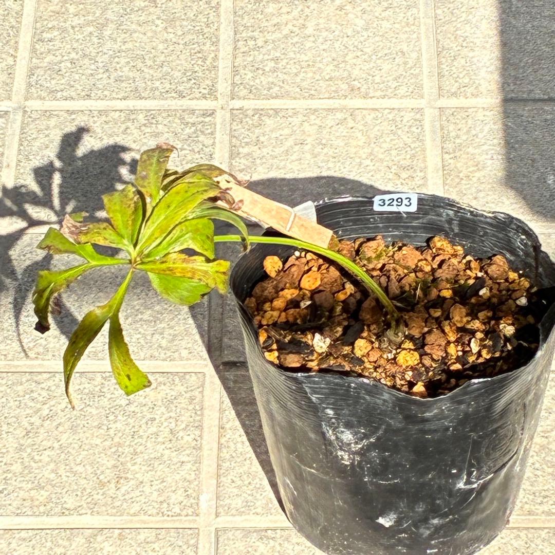 ヒ*イ様 ❤️根パンパン❤️⭐️超⭐️沢山新芽❤️3293⭐️SD⭐️herce