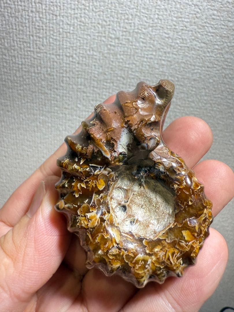 極美品マダガスカルのアンモナイト化石　2点セット　本物保証　希少　送料無料